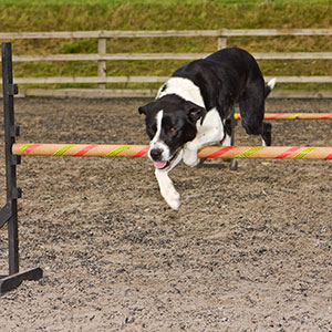 Barking Mad break agility