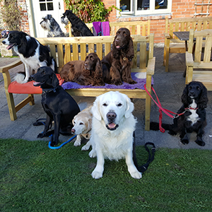 group shot dogs