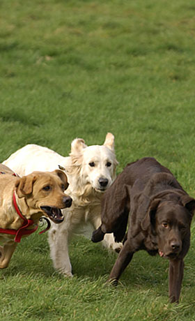 Barking Mad Break dogs running free